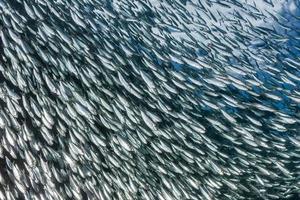 Sardinenfischschwarm unter Wasser foto