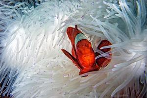 Clownfische in roten Anemonen in Indonesien foto