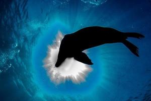 Seelöwenrobbe unter Wasser beim Galapagos-Tauchen foto