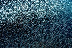 Sardinenfischschwarm Unterwasserköderball foto