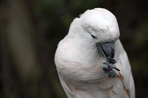 Rosa Cacatua-Vogel aus nächster Nähe foto