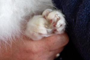 Katzenpfote auf menschlicher Hand foto