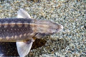 Störfisch-Kaviar-Eier unter Wasser foto