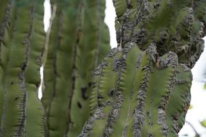 mexikanischer Kaktus Dornen Detail in Baja California foto