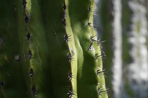 mexikanischer Kaktus Dornen Detail in Baja California