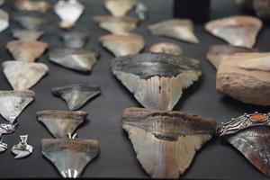 Haifischzähne Anhänger im Juweliergeschäft foto