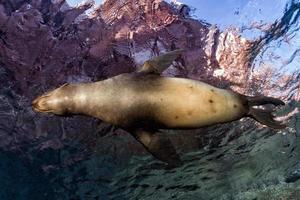 Welpe Seelöwe unter Wasser, der Sie ansieht foto