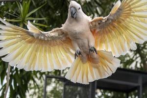 Rosa Cacatua-Vogel aus nächster Nähe, während er zu dir fliegt foto