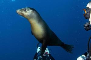Welpe Seelöwe unter Wasser, der Sie und Taucher ansieht foto