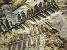 versteinerter prähistorischer Farnwedelabdruck auf Stein mit Pflanzenzweigen und Blättern foto