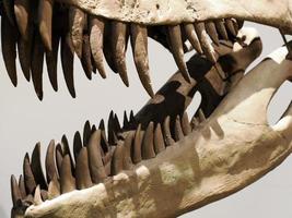 plesiosaurios dinosaurier skelett schädel detail foto
