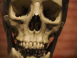 neandertaler prähistorische menschliche schädelstil evolutionsanzeige foto