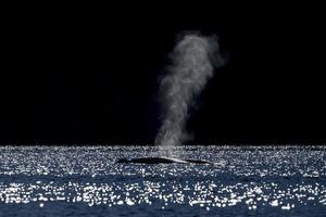 Blauwal in Loreto Baja California Mexiko gefährdet größtes Tier der Welt foto