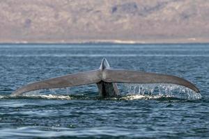 Blauwal in Loreto Baja California Mexiko gefährdet größtes Tier der Welt foto