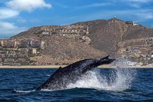 Buckelwalschwanz klatscht vor Walbeobachtungsboot in Cabo San Lucas, Mexiko foto