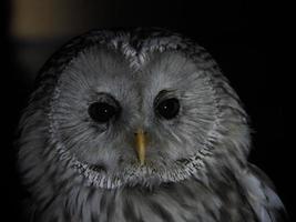 strix uralensis eulenportrait isoliert auf schwarz foto