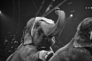 Zirkuselefant auf schwarzem Hintergrund foto