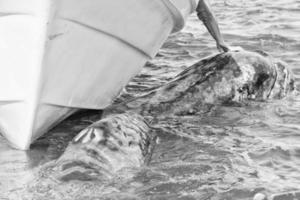 Grauwal nähert sich einem Boot in Schwarz und Weiß foto