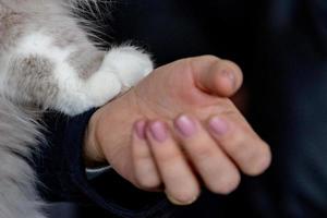 Katzenpfote auf menschlicher Hand foto