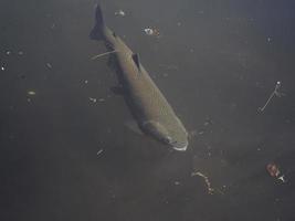 Forelle in einem See unter Wasser foto