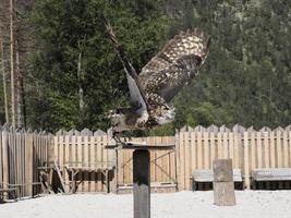 Eule fliegt in einem Trainingslager der Falknerei foto