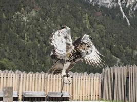 Eule fliegt in einem Trainingslager der Falknerei foto