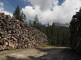 viele Borkenkäfer erkrankte Lärchenkiefern, die in Dolomiten geschnitten wurden foto