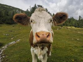 Kuhporträt aus nächster Nähe, die Sie in den Dolomiten ansieht foto