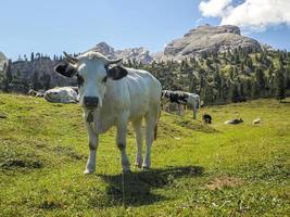 Kuhporträt aus nächster Nähe, die Sie in den Dolomiten ansieht foto