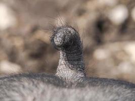 Rosa und schwarzes Schwein Nahaufnahme Schwanz Detail foto