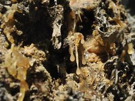 Borkenkäfer erkrankte Lärchenkiefer im Dolomitenberg foto