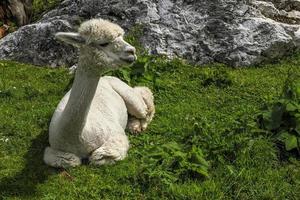 Alpaka entzückendes, flauschiges Porträt, das dich ansieht foto