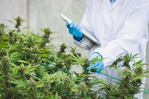 Forscher verwenden die Hand, um Cannabispflanzen im Gewächshaus für die medizinische Forschung zu halten oder zu untersuchen. Marihuana-Sativa-Forschungskonzept. cbd-öl, kräutermedizin foto