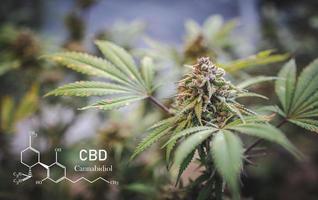 Cannabinoide in Marihuana-Cbd-Elementen, Erforschung von Hanfölextrakten für medizinische Zwecke. foto