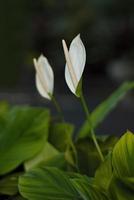 weiße spathiphyllum zimmerpflanze in blüte mit selektivem fokus foto