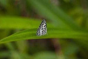 weißer Schmetterling, der im Profil auf einem grünen Blatt sitzt foto