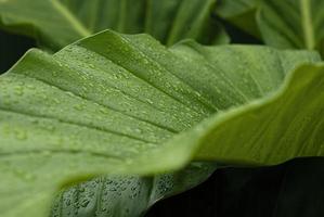 Nahaufnahmenaturansicht des grünen Blattes und des verschiedenen Hintergrundes. flache Lage, dunkles Naturkonzept, tropisches Blatt foto