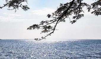 äste hintergrund meer horizont design vorlage tourismus urlaub foto