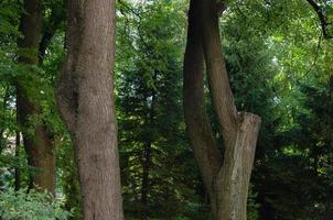 Baumstämme, die Schönheit der Natur foto