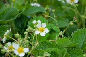 blühende Erdbeeren auf dem Bett. weiße erdbeerblüten foto