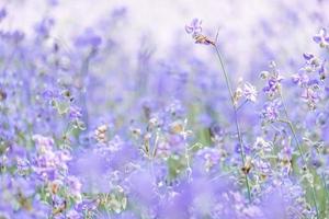 verschwommen von wunderschönen lila wilden Blumen, die morgens mit erfrischenden, weichen Pastelltönen auf Natur-Bokeh-Hintergrund blühen foto