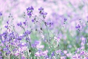 verschwommen von wunderschönen lila wilden Blumen, die morgens mit erfrischenden, weichen Pastelltönen auf Natur-Bokeh-Hintergrund blühen foto