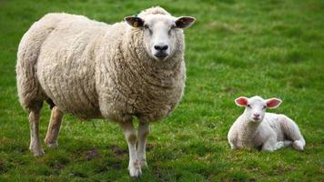 Schaf und ein Lamm