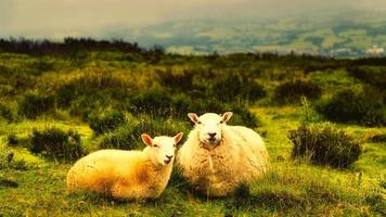 Schafe auf dem Bauernhof
