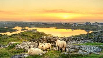 Schafe bei Sonnenuntergang in Irland foto