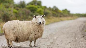 Schafe auf der grünen Bergwiese foto