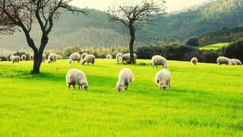 Schafe grasen an einem Wintertag