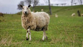 Schafe im grünen Gras foto