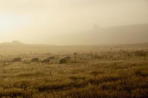 Schafe auf der grünen Wiese unter dem Nebel in Schottland foto