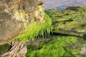 algen auf den felsen am ufer des mittelmeeres im norden israels. foto